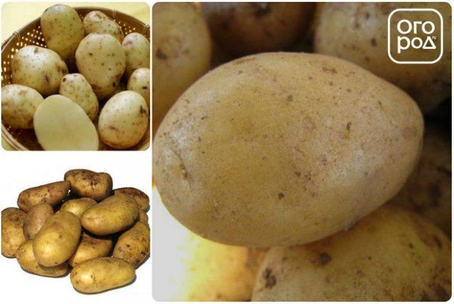 Сорта картофеля устойчивые к фитофторозу. Сорт картофеля Сарма. Сорт картофеля Трезор. Картофель устойчивый к фитофторе.